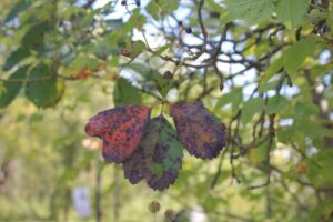 Photo of 3 leaves turning red surrounded by green leaves.