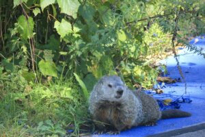 Groundhog surrounded by grass and shrubs.