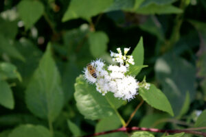 Black and yellow bee on white wildflower.