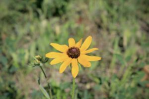 Photo of a yellow wildflower in a field.