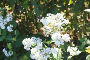 White wildflower in the sun with green leaves in the background.