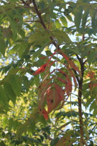 Leaves turning red surrounded by green leaves.