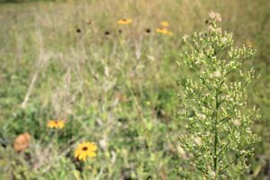 Picture of wildflowers in a field.