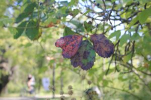 Photo of 3 leaves turning red surrounded by green leaves.