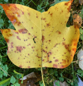 Yellow Tulip Tree leaf lays on grass