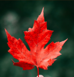Red leaf being held up against green background