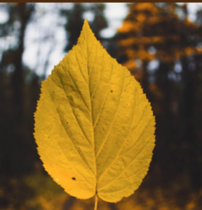 Yellow Birch Tree leaf being held up against a brown background