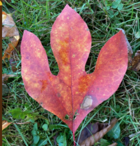 Red Sassafras leaf lays on grass