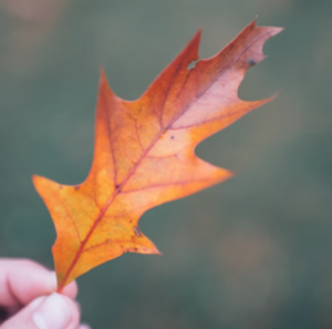 Orange and red Oak Tree leaf held up against a green background
