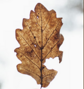 Brown Oak leaf held up against a white background