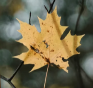 Yellow Maple leaf on a branch