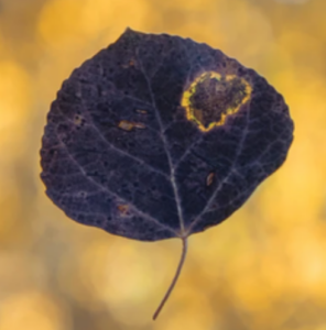 Black leaf against a yellow background