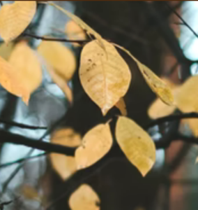 Small yellow leaves hang on black branches
