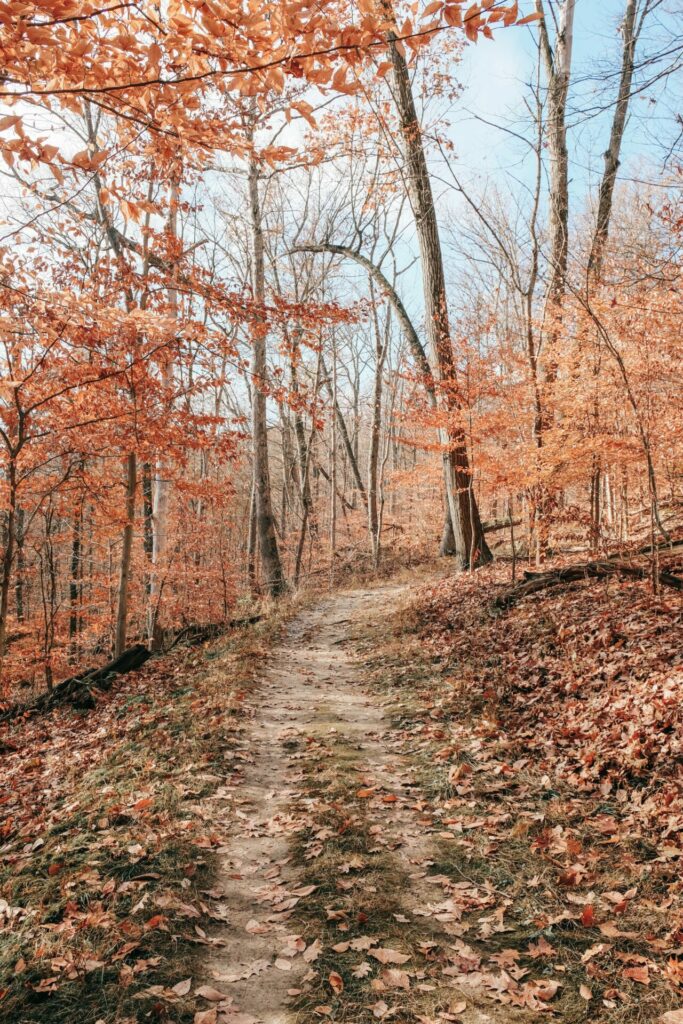 The image is a photograph of Old Carriage Trail in Cuyahoga Valley National Park. It shows a park trail lined with trees and fallen leaves. The tree leaves are hues of orange. 