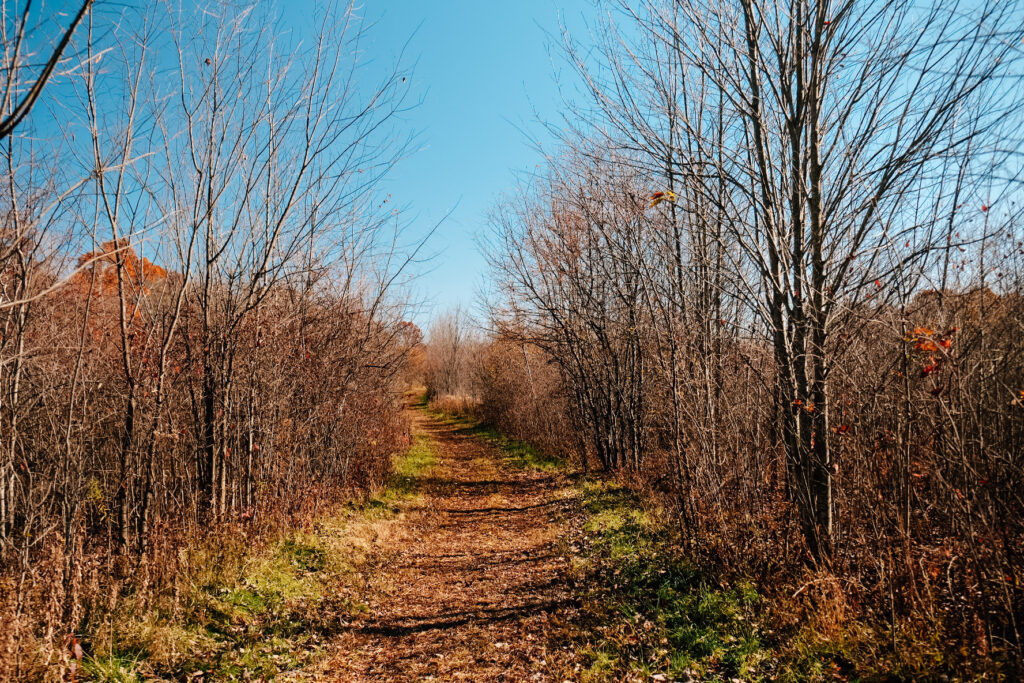 A section of the Tree Farm Trail is shown. The trail is brown and well-worn. The sides of the trail are lined with grass, bare trees, and a tangle of dense shrubbery. 