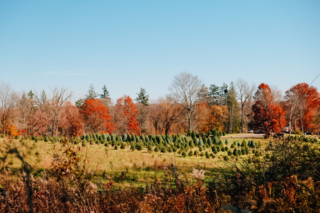 Dried brown and rust plants are in the foreground. In the middle of the image is a grassy section of a tree farm filled with rows of small evergreen trees. Bare trees and trees with vibrant rust-colored leaves are in the background along with a stretch of blue sky.