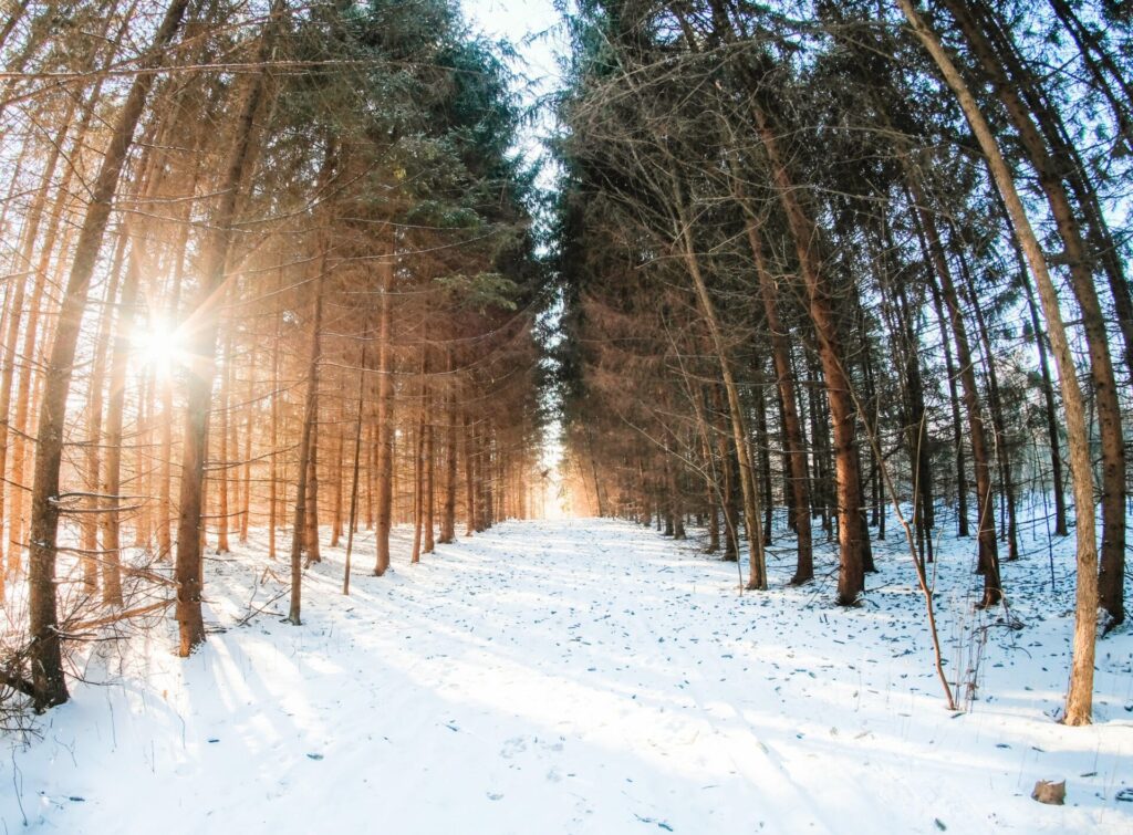 A section of the Tree Farm Trail in winter is depicted. The trail is covered in snow and faint cross-country ski tracks can be seen. The image was taken with a fisheye lens or edited with a fisheye filter so that two rows of tall evergreen trees on either side of the trail appear to be bending toward each other. On the left, the setting sun radiates between the trunks, giving the trunks on this side of the image a warm brown hue. 