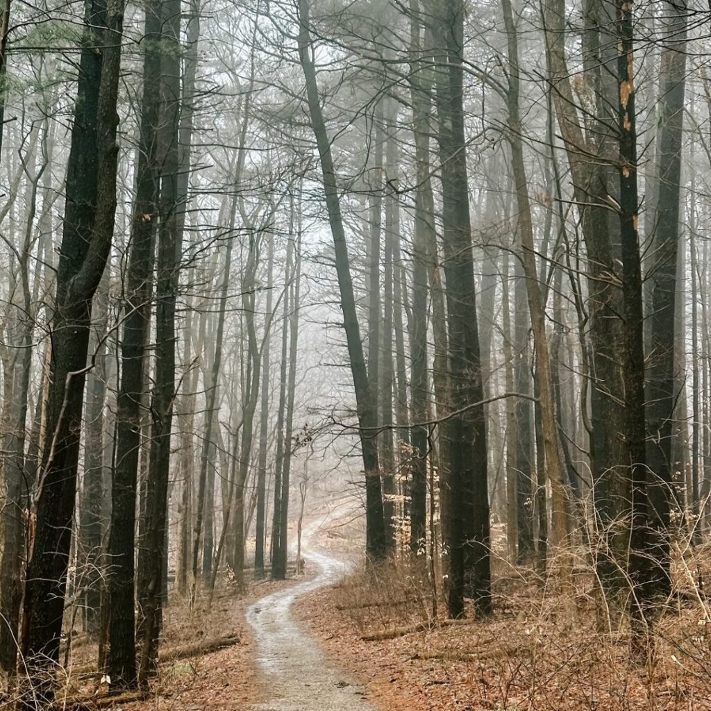 A crooked forest trail winds through a forest of bare trees. The forest floor is covered in brown dried leaves. The day is gray and foggy. 