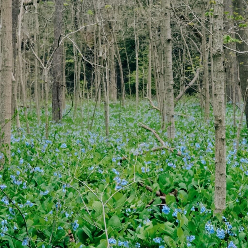 Bluebell flowers with green leaves and light blue petals cover the forest floor. Bare trees are interspersed among the flowers and in the background. 