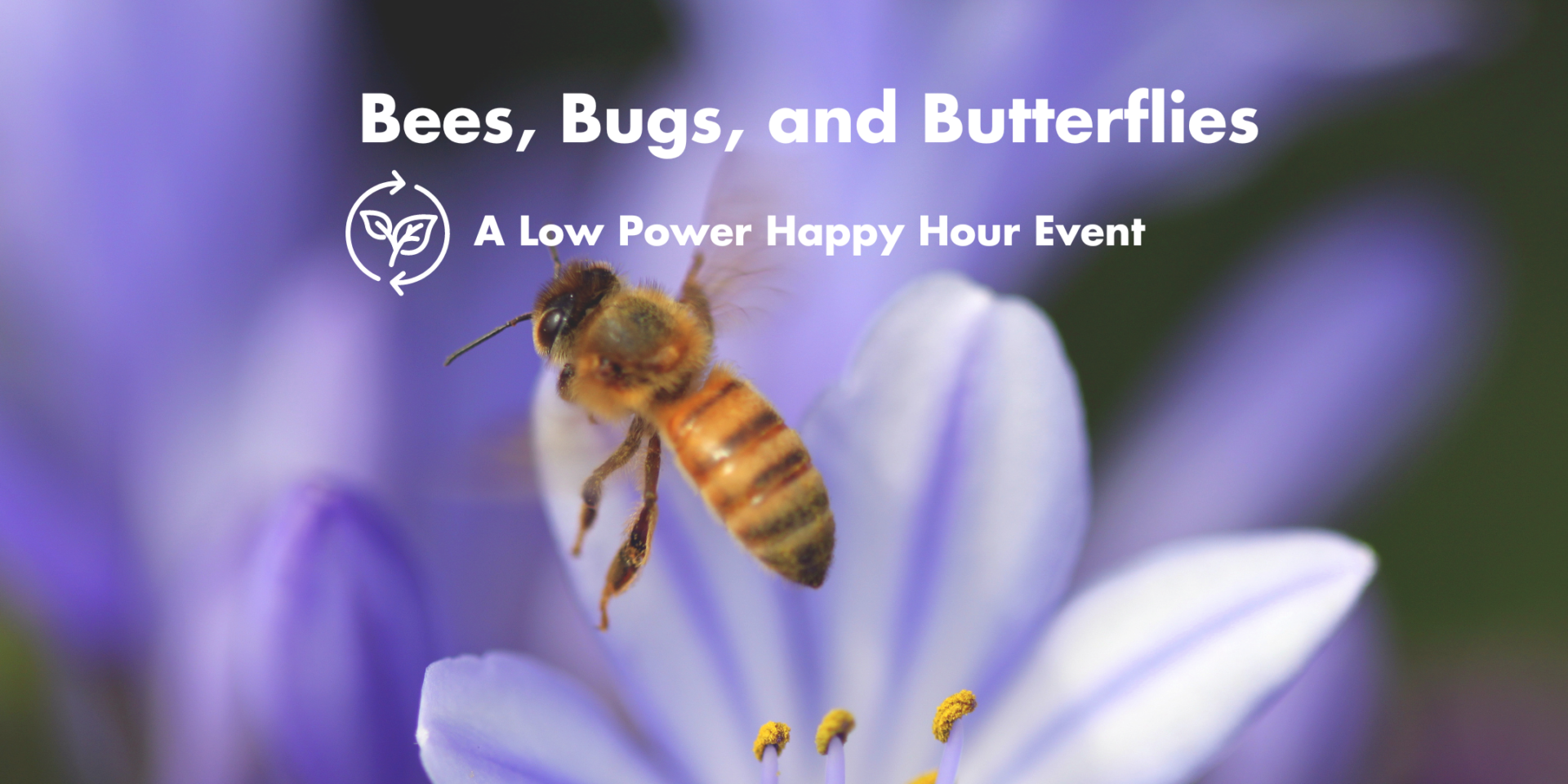A black and yellow bee on a purple flower. The words Bees, Bugs, and Butterflies and A Low Power Happy Hour Event are centered over the image.