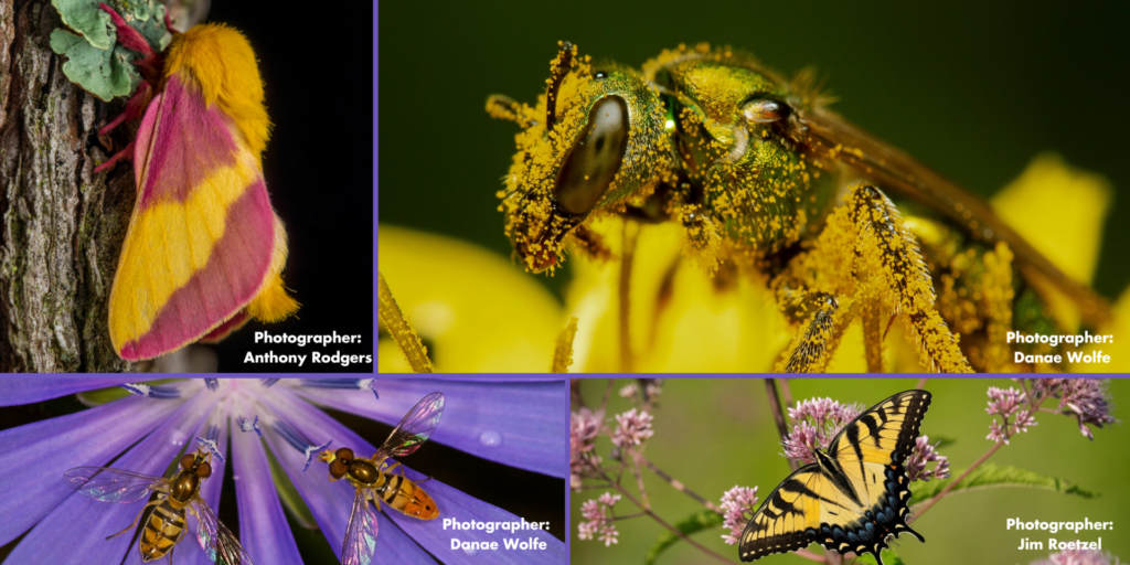 Collage of photos, including: blue flowers and bugs, yellow flower and bee; yellow and black butterfly and yellow/red moth.