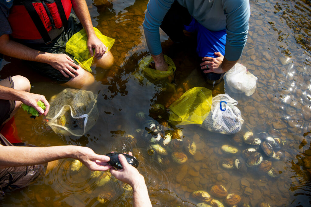Team of Park scientists, volunteers and Army corps of engineers all help sort freshwater mussels to experiment if the Cuyahoga River could support living in the river.