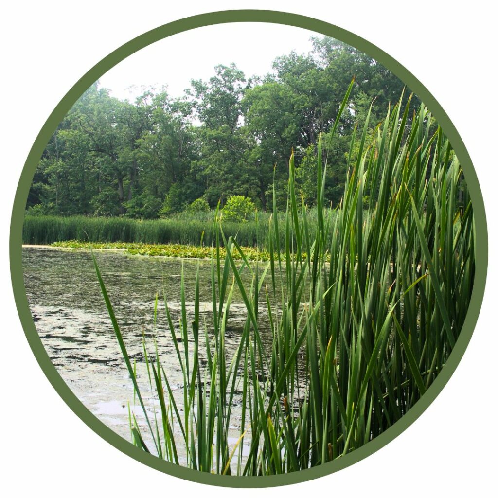 A photo of a pond with lily pads. Cattail reeds are in the foreground and trees are in the background.