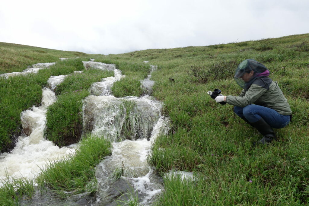 Artist Nikki Lindt crouches on the ground in a field of green grass and plants. She has a bug net over her hat and face and is recording the sound of melting ice and running water. 