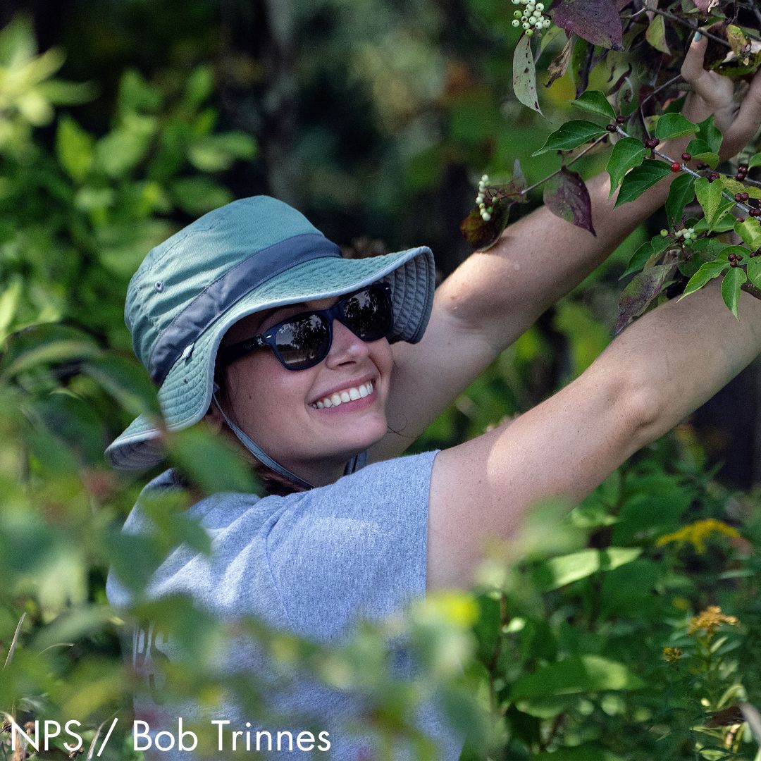 A photo of a smiling person in a bucket hat and sunglasses reaching into a leafy, green bush.