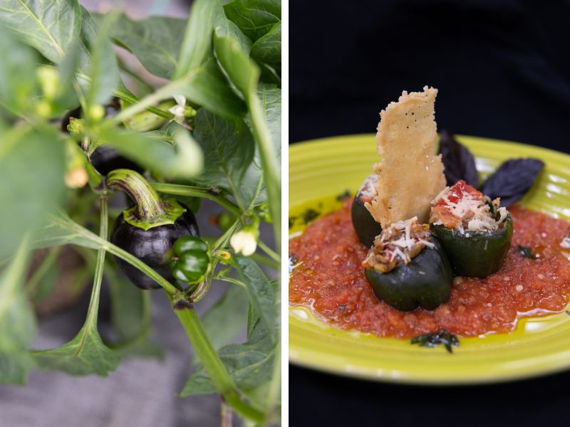 Two side-by-side photos. The first photo is of purple bell peppers on a vine. The second is of plated lentil stuffed roasted peppers. The peppers are stuffed, topped with shredded cheese, and sitting on a red sauce spread on a bright yellow plate. 