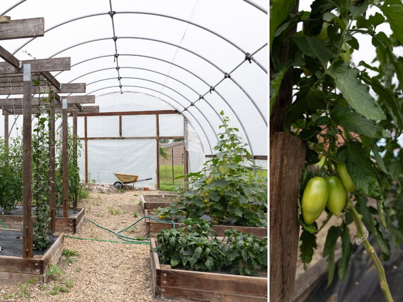 Two side-by-side photos. The first is an image of a greenhouse with raised beds filled with green plants and vines. The second is a closeup of a vine with three green tomatoes. 