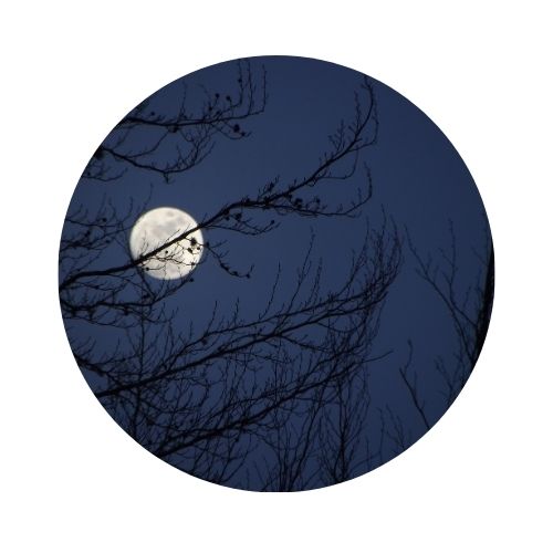 A circular photo of a full moon with bare tree branches in the foreground. 