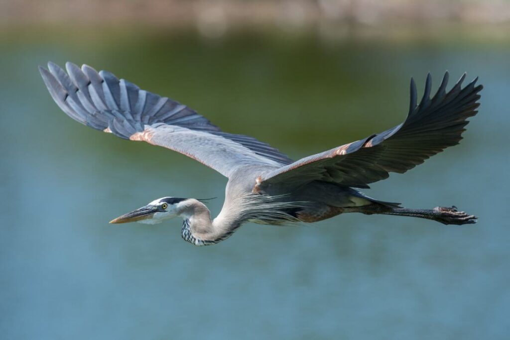 great blue heron