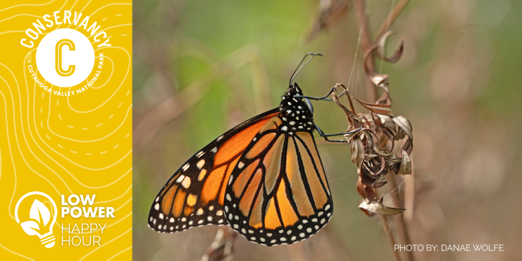 A monarch butterfly on a plant. Framed with words Low Power Happy Hour.
