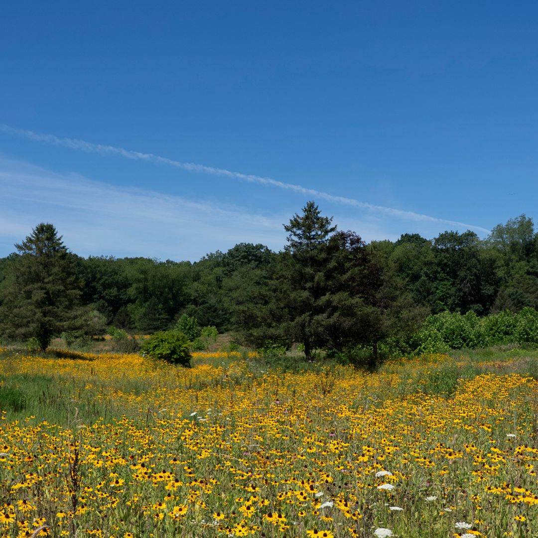 A photo of the Oxbow Meadows Project Site in Cuyahoga Valley National Park. The meadow is full of Black-Eyed Susan flowers.