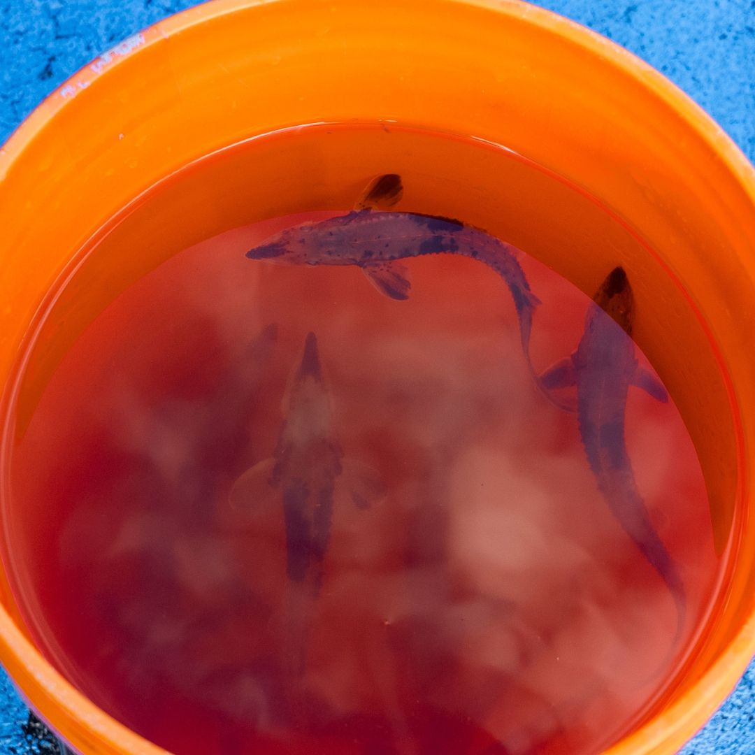 A photo of an orange bucket with three small Lake Sturgeon swimming inside.