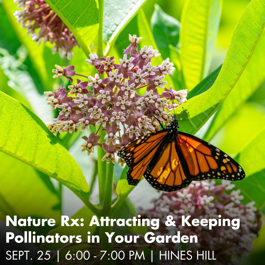 A photo of a Monarch butterfly on a pink flower surrounded by bright green leaves. Text on the photo reads: Nature Rx Attracting and Keeping Pollinators in Your Garden, September 25, 6 to 7 pm, Hines Hill.