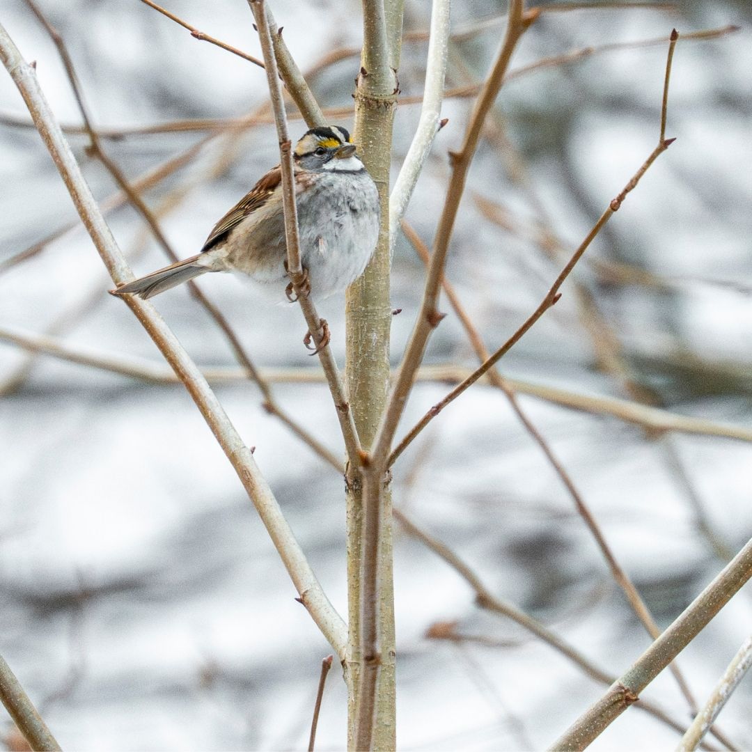 A small brown and white bird on bare branches in winter.
