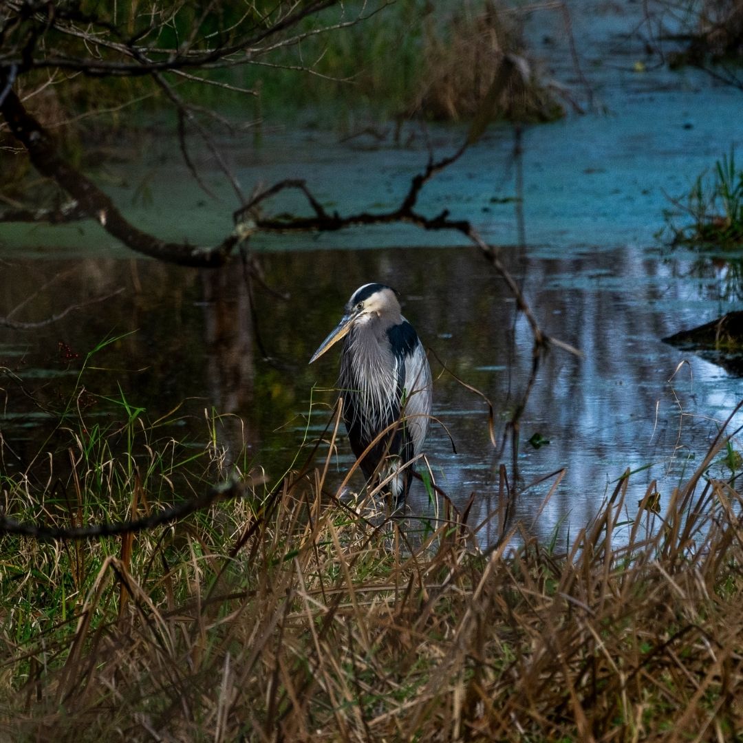 A heron in a marsh.