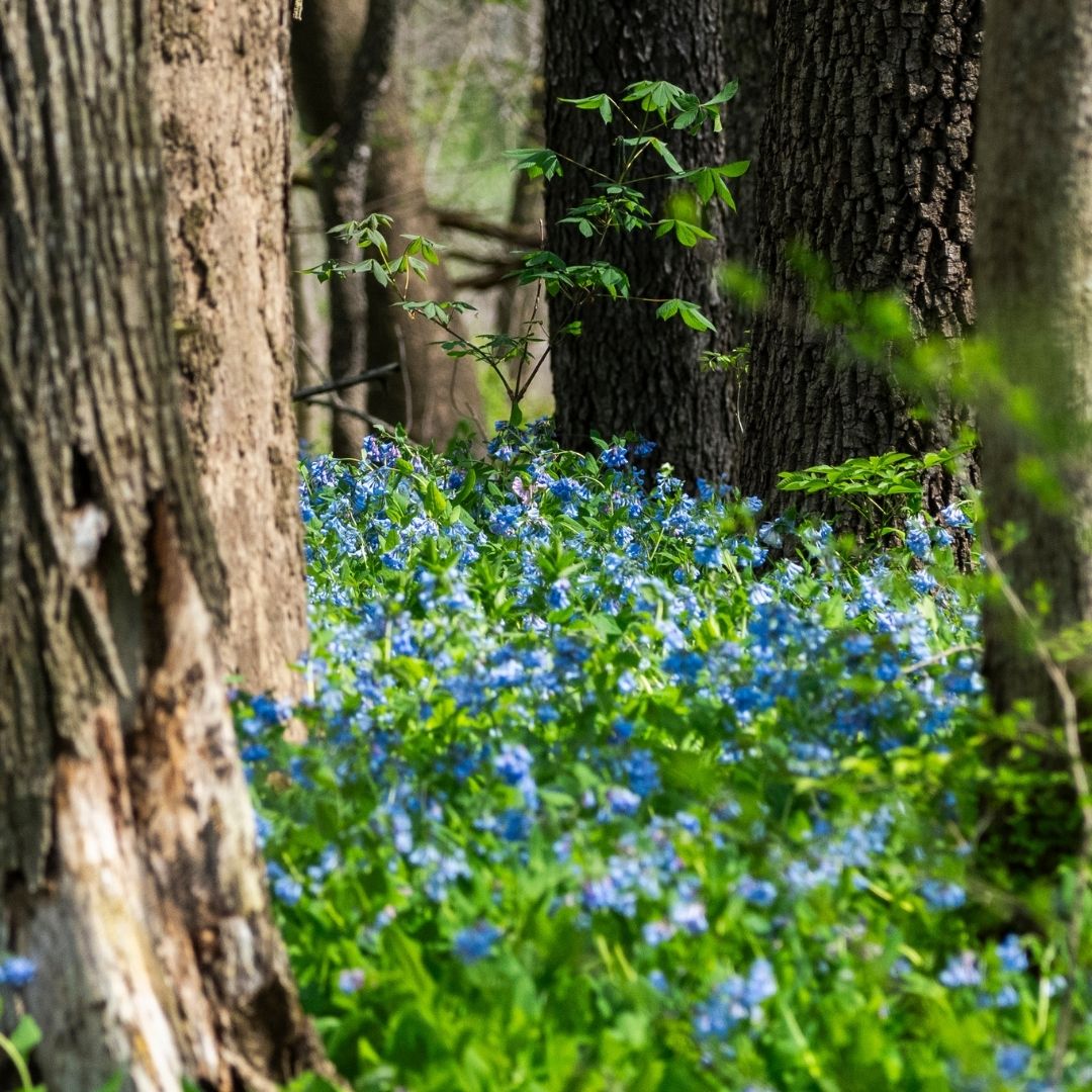 Virginia bluebell flowers in a forest.