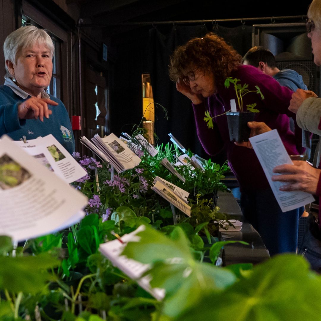 Ohio Native Plants: Restoring Your Backyard Habitat with Local ...