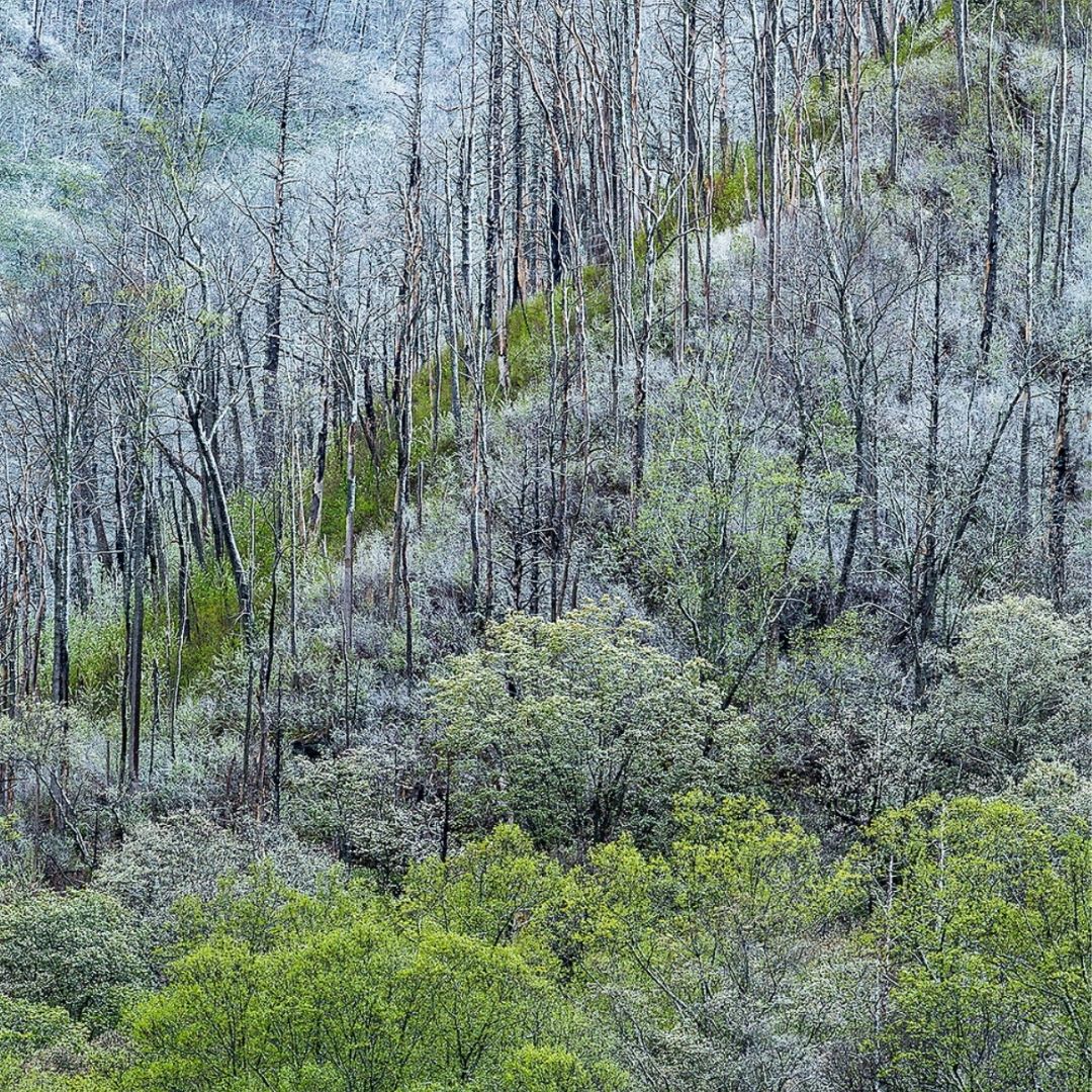 A photo of a forest in hues of green and gray by photographer Susan Milinkovich.