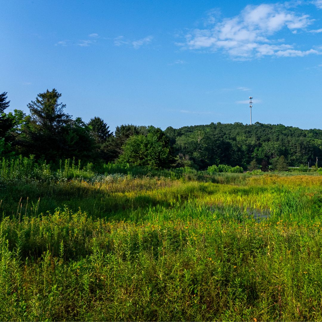 A green meadow with grass and other plants. Trees are in the background.