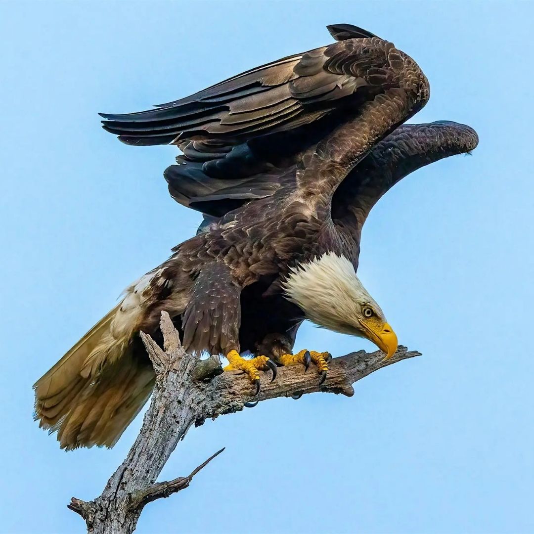 A photo of a bald eagle.