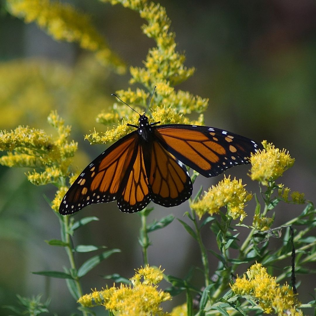 An orange and black butterfly on a yellow plant.