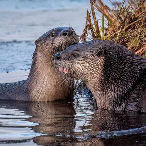 A photo of two river otters by the shore.